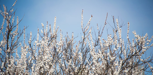 Flowering apricot on blue sky background