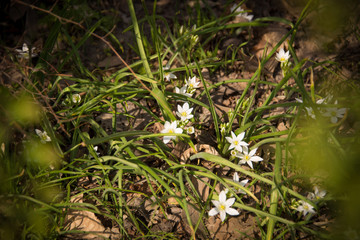 The first spring flowers / background