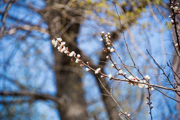 Flowering apricot on blue sky background, close up