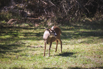 Male Deer or Buck Standing on Green Grass