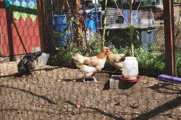 Chickens Inside a Coop in Guatemala