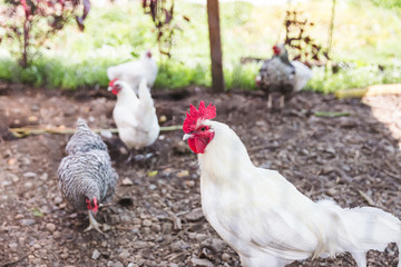 Group of Chickens Feeding in Dirt