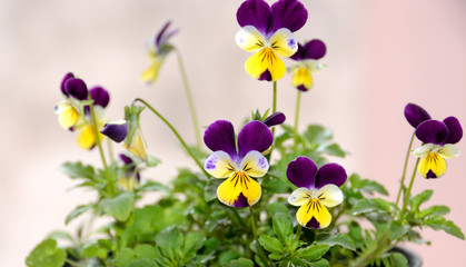 Viola tricolor/nice pansies, symbolizing the arrival of spring and the continuing