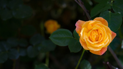 Yellow Rose