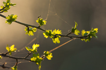 Wiosenna zieleń © Mariusz Stoszewski