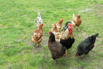 rooster and chickens on green grass
