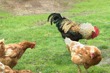 rooster and chickens on green grass