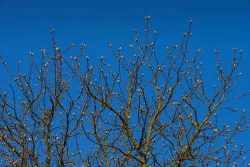Blossoming buds of chestnut