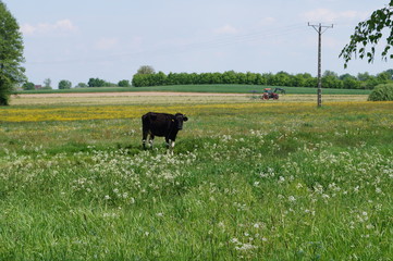 Wieś © Dzikie Wino