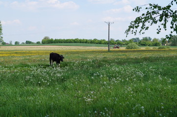 Wieś © Dzikie Wino