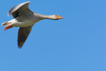 Flying Goose Closeup in the Left Upper Corner