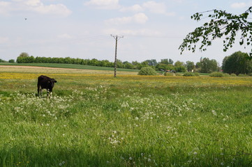 Krowa pasąca się na łące © Dzikie Wino