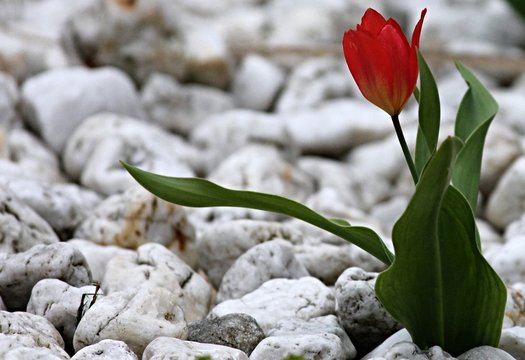 rote Tulpe im Steingarten