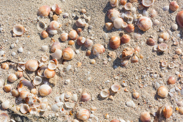 Shells on the seashore in Formentera, Spain