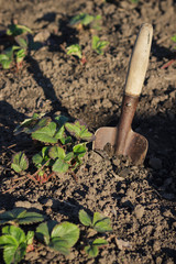 Bushes of strawberries on the garden with spade
