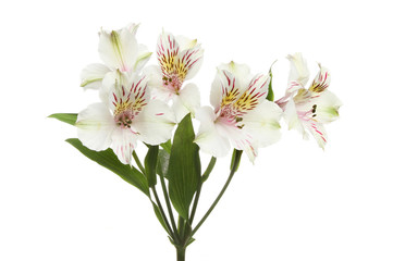 Pale Alstroemeria flowers