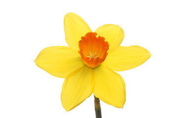 Bright yellow Daffodil