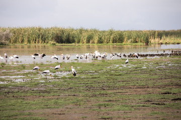 Yellow billed stork in wetlands, Lake Manyara, Tanzania
