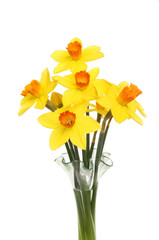 Daffodils in a vase