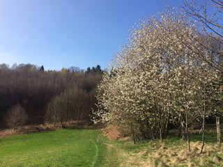 Naturlandschaft im Frühling zur Baumblüte