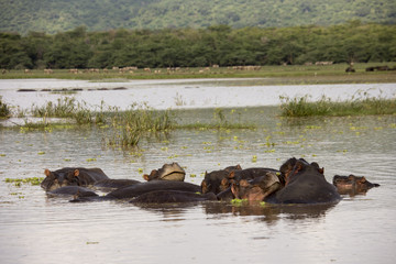 Fototapeta premium Pil e of hippos in waters, Lake Manyara, Tanzania