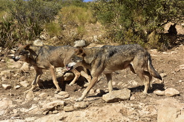 lobo iberico