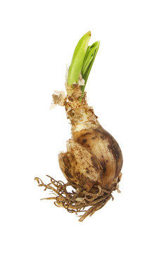 Sprouting Nerine bulb