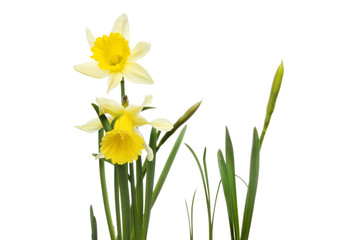 Obraz premium Daffodil flowers and foliage