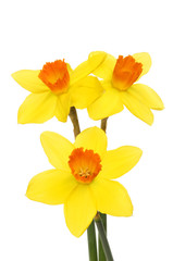 Three Daffodil flowers