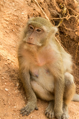 monkey in Thailand