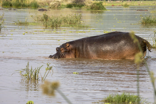 Hippo in waters, Lake Manyara, Tanzania