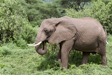 Elephant feeding,  Lake Manyara, Tanzania
