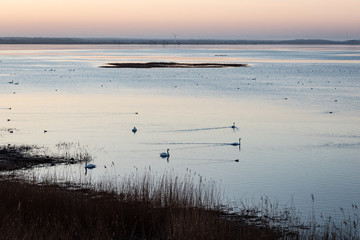 birds nesting in lake in sunrise