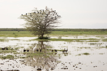 African spoonbill and Egyptian geese,Lake Manyara, Tanzania