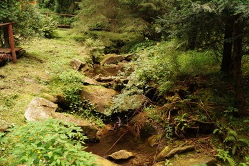 Potok leśny © Dzikie Wino