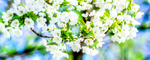 trees white blossoming, spring time