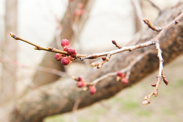 Blossoming of cherry flowers bud in spring time with green leaves, Branch of apricot before flowering in spring