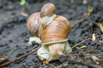 Family of snails