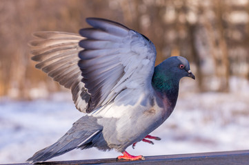 Dove in winter