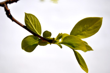 Persimmon leaves on branch