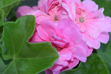  the birth of spring in the garden