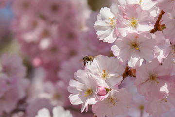 Insekten in der japanischen Kirschblüte