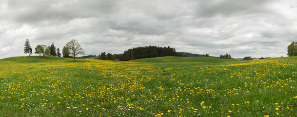 Fototapeta premium Löwenzahnwiese mit dunklen Wolken im Frühling