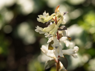 white blooming corydalis in spring