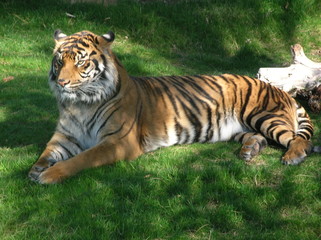 Tiger relaxing in sun
