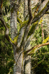 Old forest with moss covered trees and rays of sun