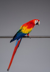 Colourful parrot sitting on a perch