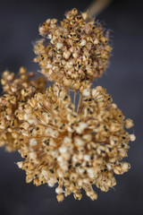 dried flower in the garden near with water