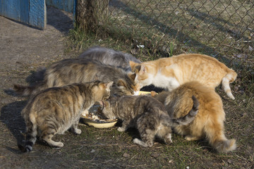 Naklejka na ściany i meble A group of street cats.