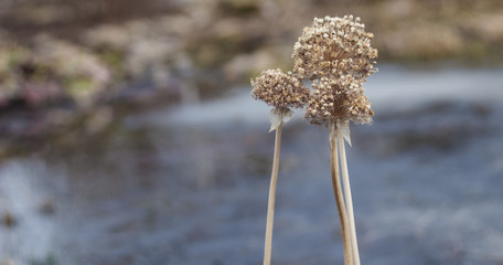 dried flower in the garden near with water